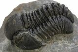 Detailed Gerastos Trilobite Fossil - Morocco #310277-3